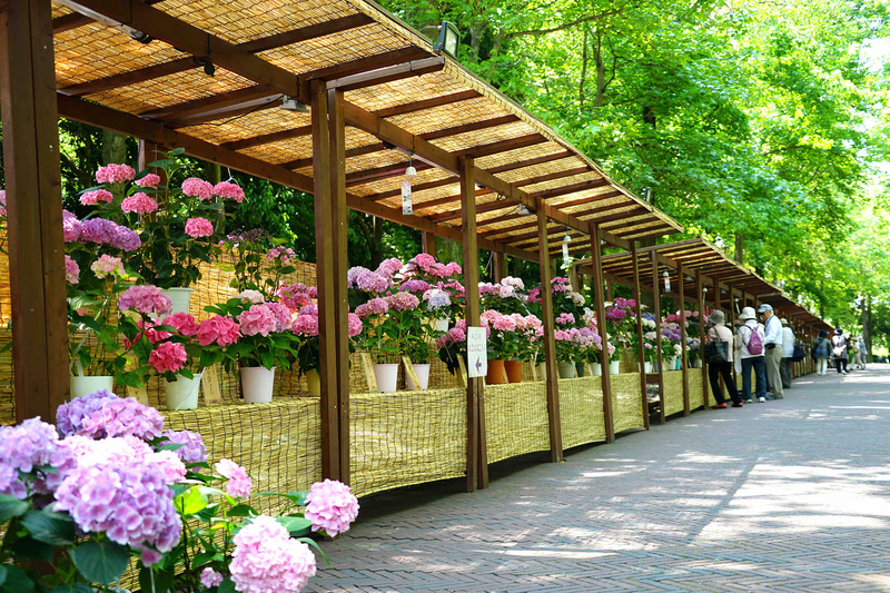 参道では「あじさいマーケット」を展開