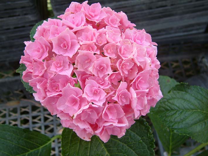 「ハウステンボス」の名前を冠した新品種を展示