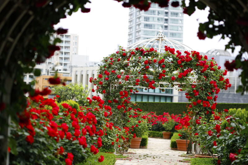 ホテルニューオータニ（東京）レッドローズガーデン