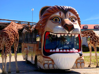 那須サファリパークは栃木県民限定のライオンバス/サファリカー無料キャンペーンを実施する