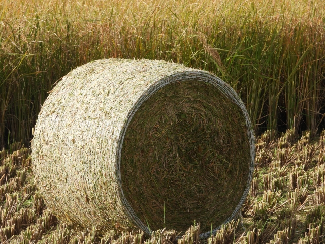 家族で参加できる「わらロール転がし大会」を開催