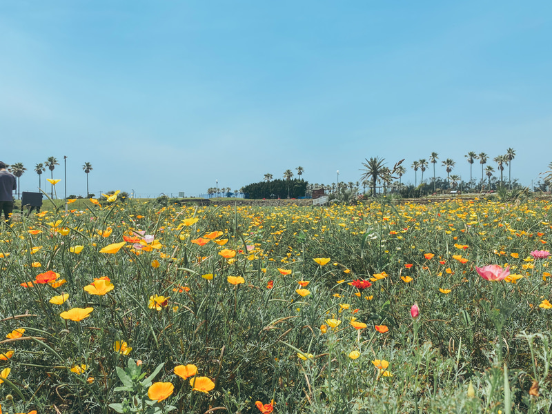 広大な花畑に季節の花が咲き誇る館山ファミリーパーク