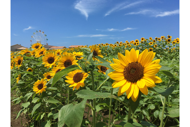 長井海の手公園 ソレイユの丘は7月17日～8月22日に「ヒマワリフェスタ」を開催。約10万本のヒマワリ畑のヒマワリは7月中旬～8月中旬に見ごろを迎える見込み