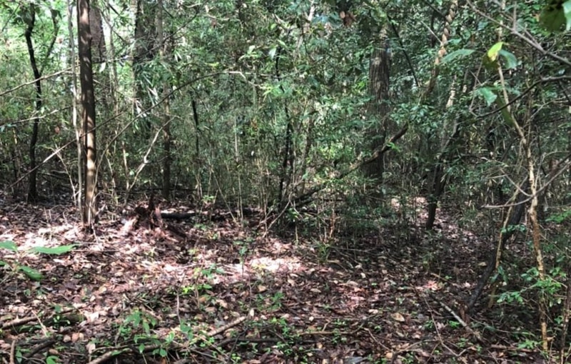 関東初となる埼玉県での山林レンタルを開始