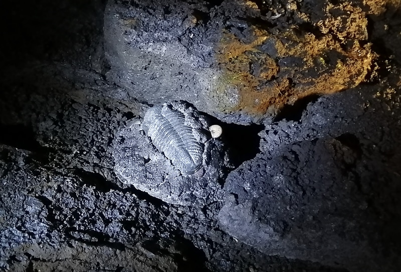 「富岳風穴」で化石発見イベントを実施する