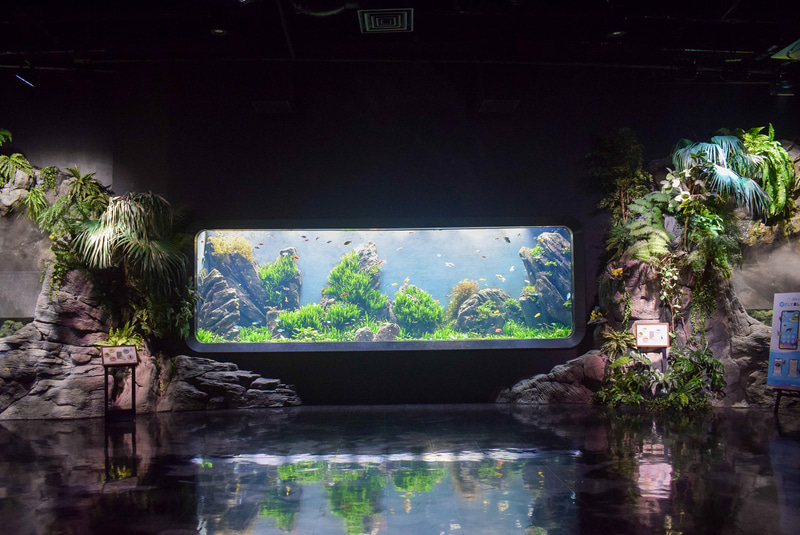 はいさいゲートを出て最初に目に飛び込んでくる水槽。森の中へ入っていく気分で進んでいく
