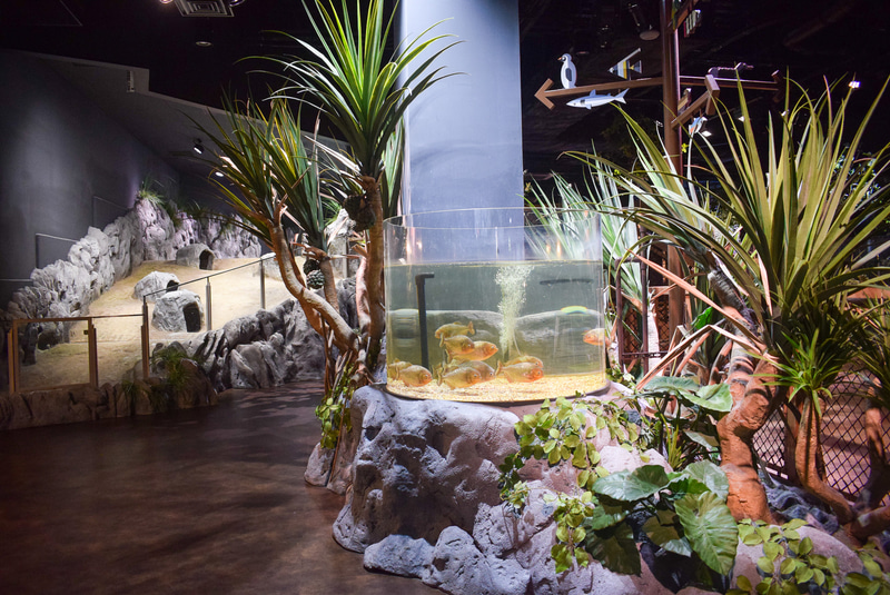 解説掲示がなく水槽まわりはすっきり。木々の存在が活きる