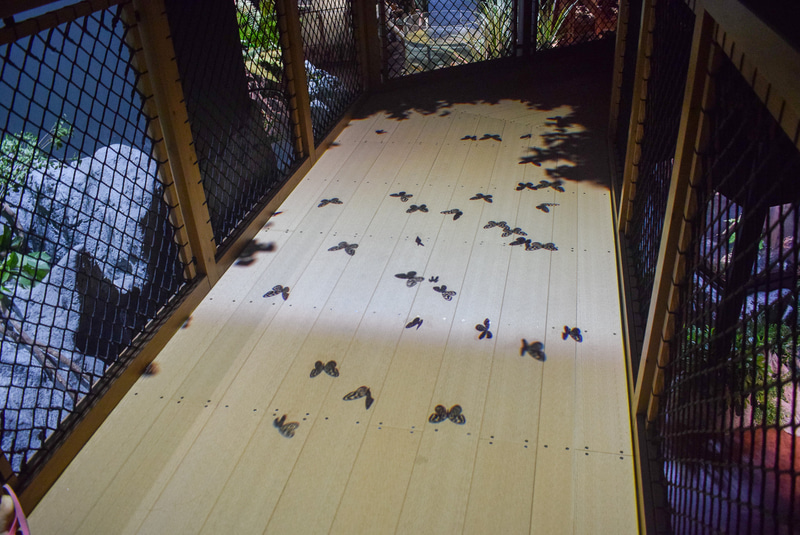 歩いているときに足元にも注意。蝶々の影が飛んできた