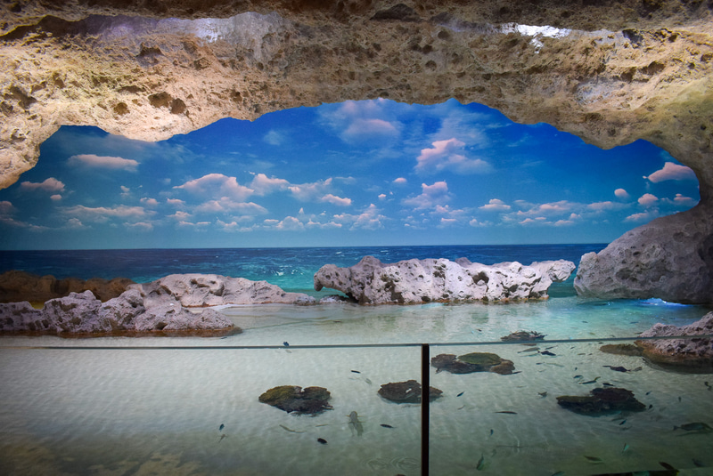 手前の水槽には本物の魚たち、正面のスクリーンにCGが映し出される「うみかじドーム」。現実の時間帯に合わせて夕焼けや夜の海の映像も映し出されたり、たまにクジラやイルカにも出会える