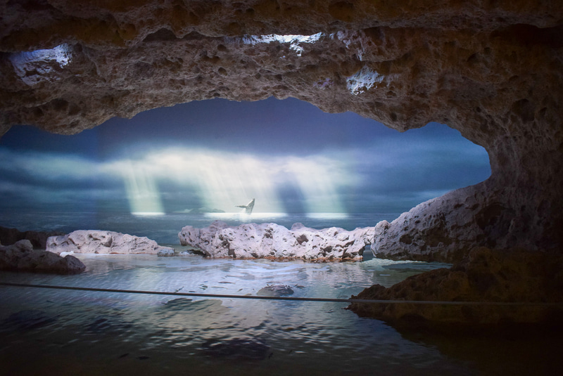 時折おとずれるスコールのシーン。雨が上がりの日差しに向かってクジラがブリーチング