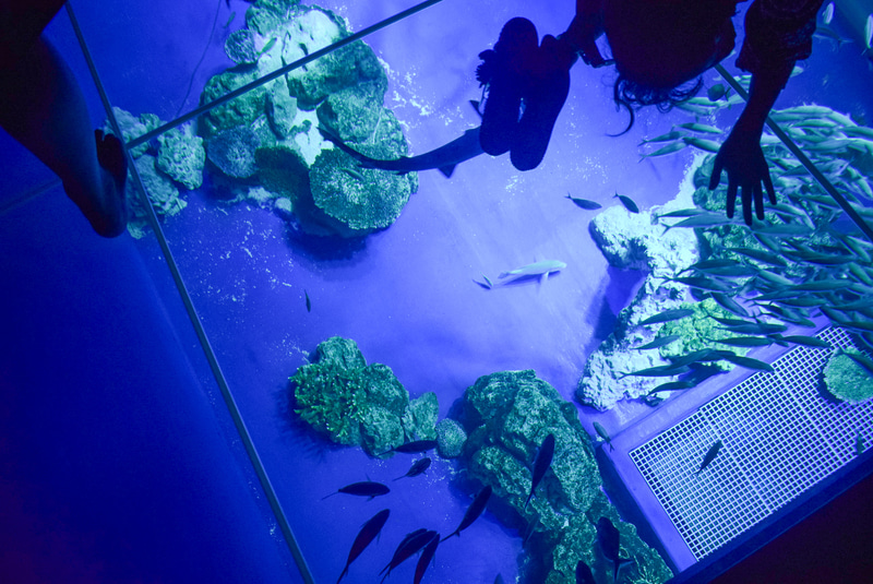 海の上を歩いている気分になれるガラス張りの大水槽。大丈夫と分かっていても、歩くときには少し腰が引けてしまう