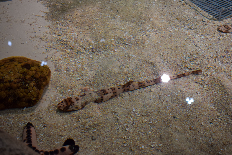 国内の水族館では、ここでしか見られないという貴重なナガサキトラザメ