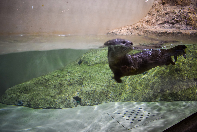 人気者のコツメカワウソ