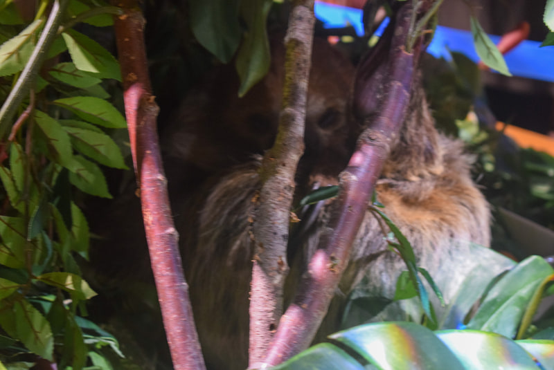 すぐ手の届きそうなところで寝ていたナマケモノ