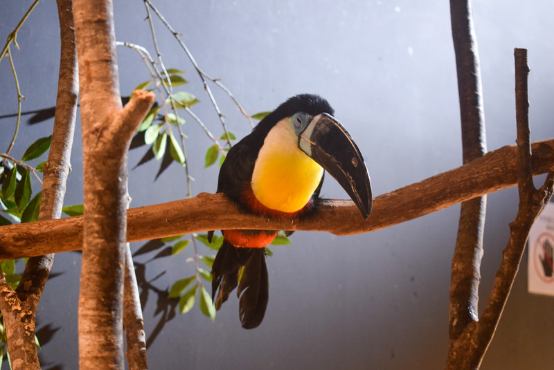 鮮やかな南国の鳥もすぐそこに