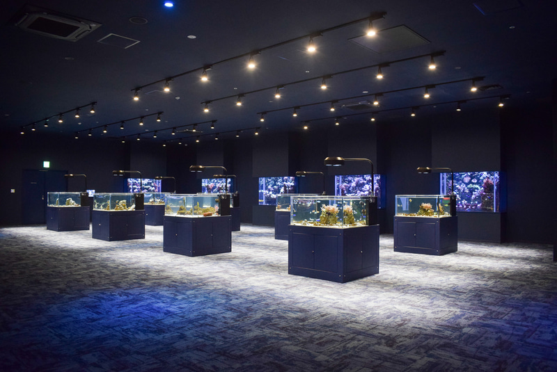 小ぶりの水槽がたくさん並ぶ「ばんない水槽」には、鮮やかな海の生き物たちが展示されている