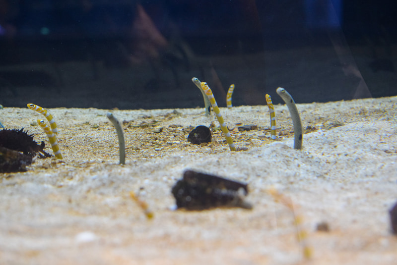 かわいらしいチンアナゴの水槽も