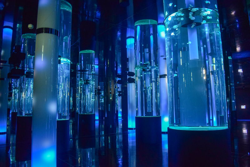 クラゲが泳ぐ円柱水槽が並ぶ「クラゲよんなー」エリア