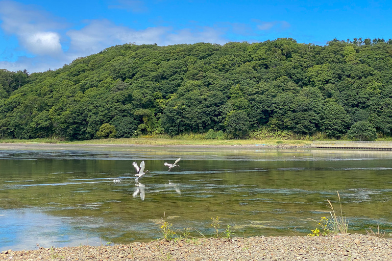 ラッキーなことにタンチョウの姿を見ることができた藻散布沼