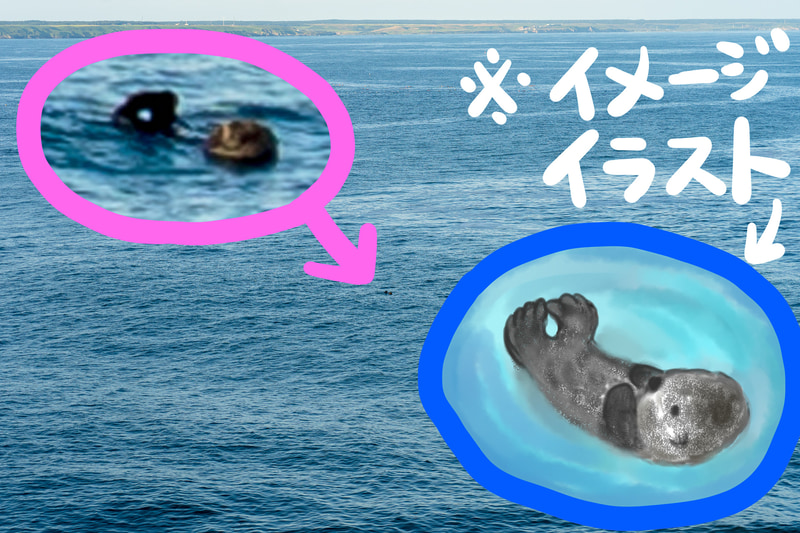 テレ端105mmではこれが限界でした。よく見ると写っているんですよ、波に揺られながら休憩中のラッコが！