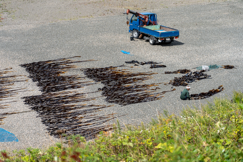 朝採った昆布を干している光景を昼間あちこちで見ました