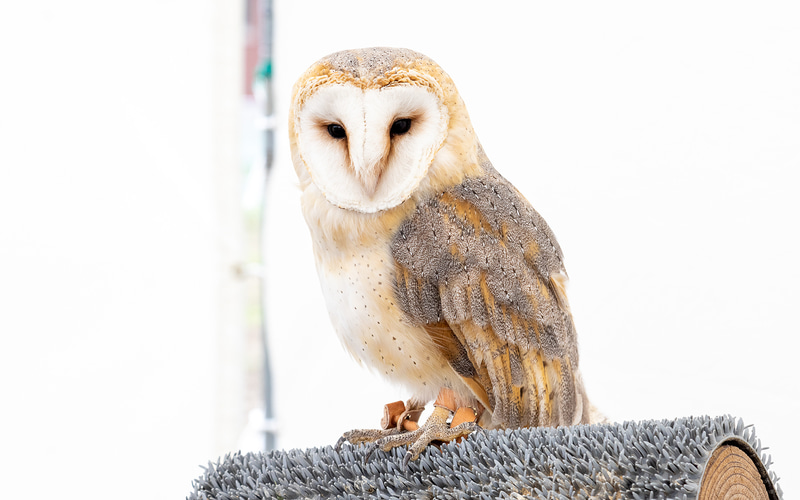 ノースサファリサッポロの出張動物園。餌やり体験やフクロウの腕乗せ体験が人気