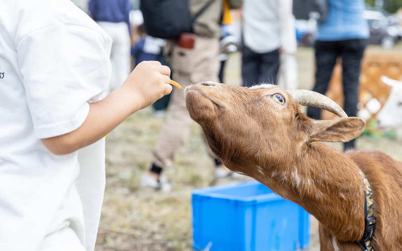 ノースサファリサッポロの出張動物園。餌やり体験やフクロウの腕乗せ体験が人気
