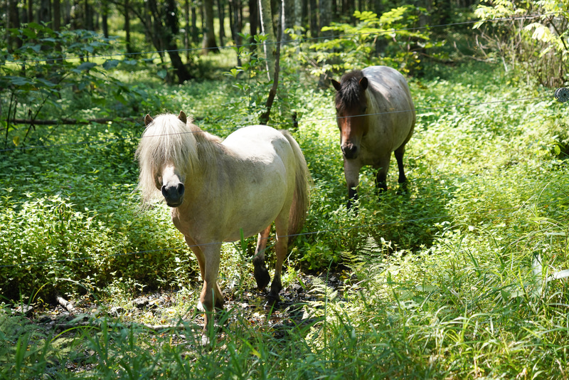 ふと森の中を見たら馬が放牧されていて、こちらに近づいてきた