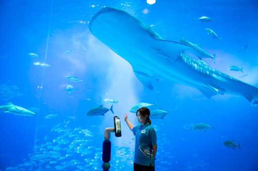沖縄美ら海水族館