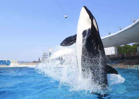 鴨川シーワールドから東京ドイツ村のイルミ鑑賞へ。2施設セット3割引の