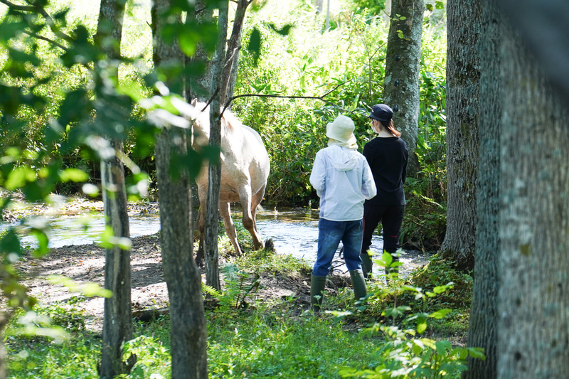 森で水を飲む馬に近づく