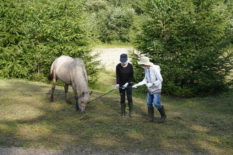 どうしても途中で草を食べ出してしまう。まだ主人だと思われていない