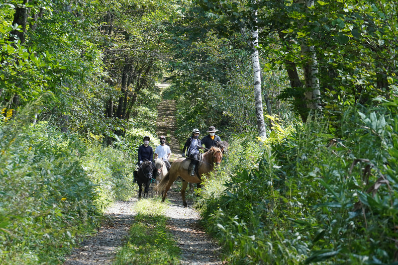 おっと。馬が道をそれたぞ