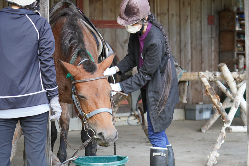 馬もノドが渇いている