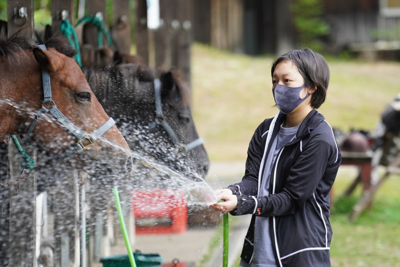 水をかけてあげても馬は喜ぶ