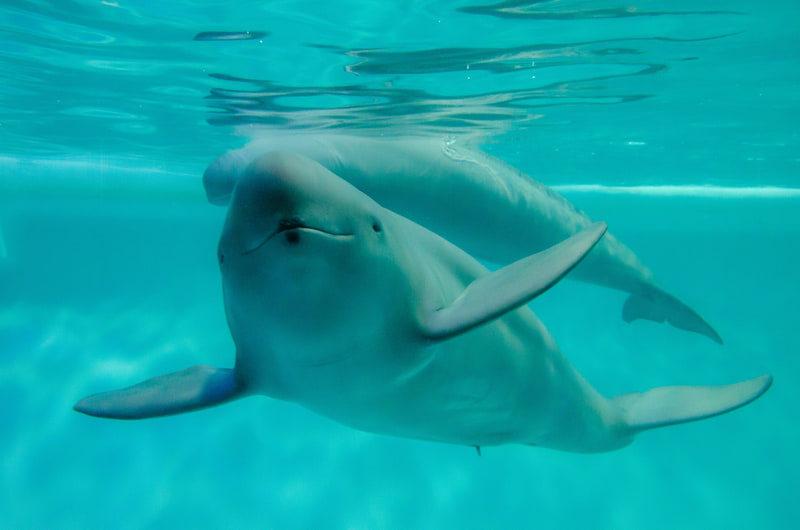 なんと大村湾には小型イルカのスナメリがいる！　遭遇できたらラッキー♪