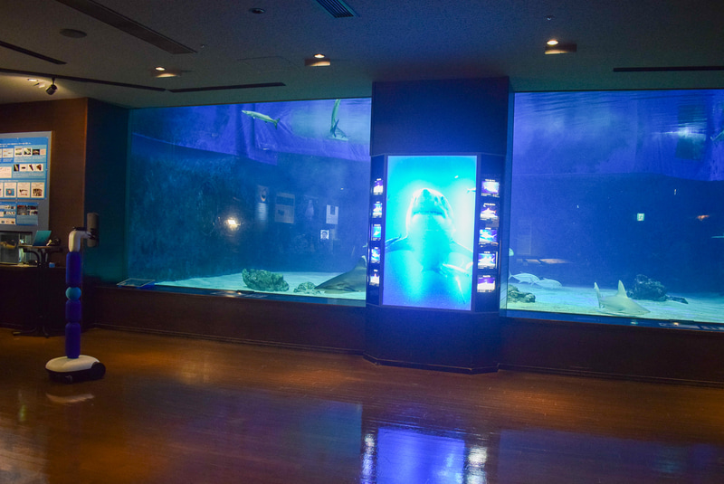 メインの水槽にはいろいろな種類のサメが泳ぐ。サメ以外の魚も共存している