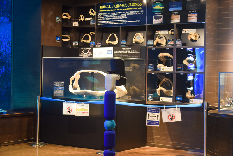 いろいろなサメの顎の標本。一番大きなものはジンベエザメの顎だ