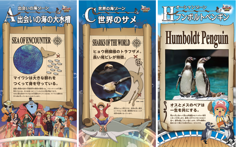 ワンピース×アクアワールド・大洗「BIG WASH島の大冒険！」。麦わらの