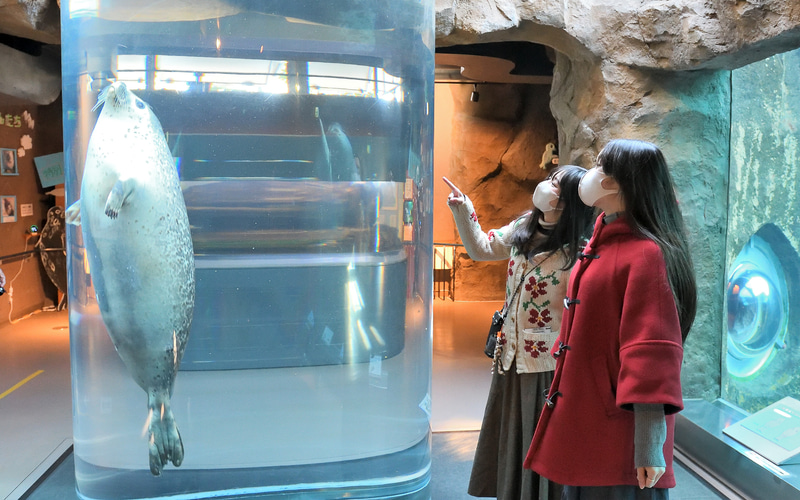 旭山動物園を一躍有名にした「行動展示」の代表例、直径1.5mの円柱水槽を泳ぐアザラシは大迫力。外から見た愛くるしい眼差しもキュンです