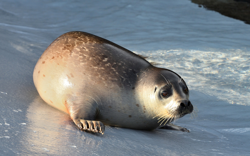 旭山動物園を一躍有名にした「行動展示」の代表例、直径1.5mの円柱水槽を泳ぐアザラシは大迫力。外から見た愛くるしい眼差しもキュンです