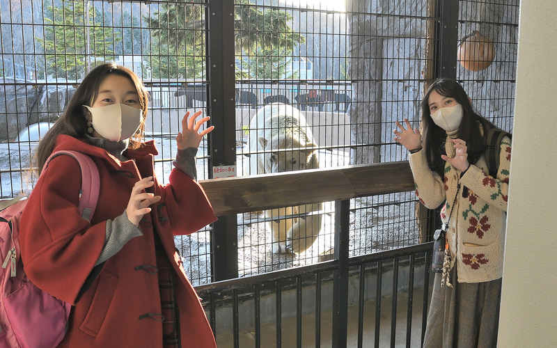 ガオー！　ホッキョクグマ、想像以上に大きい!!　凜々しい「マユゲ」に見える黒い部分は、マユゲではなく傷跡とのこと。ダンディです