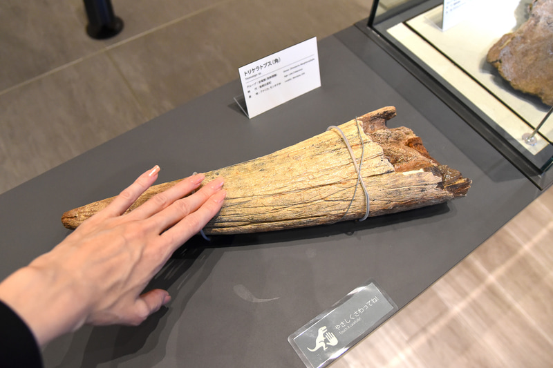 トリケラトプスの本物のツノ。ザラザラ＆どっしりで初めての触り心地