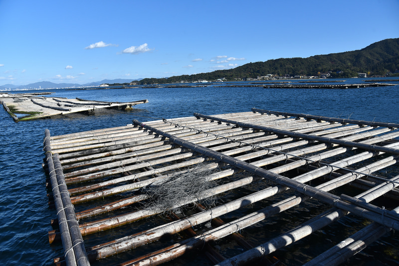 牡蠣いかだ体験。早朝の水揚げ見学もあるという
