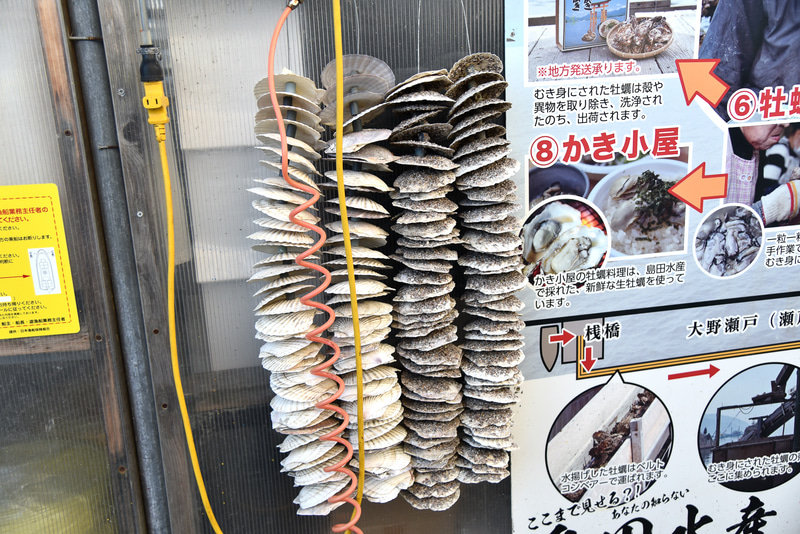 いかだの下には牡蠣の赤ちゃんが付いた帆立貝が沈んでいる。こちらは見本