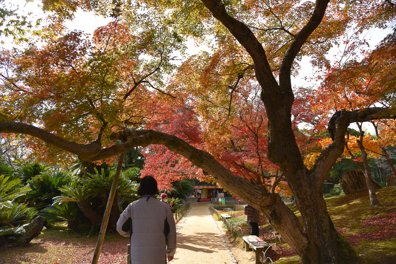 紅葉のなかをゆっくり散歩。茶屋でひと休みしながら回ろう