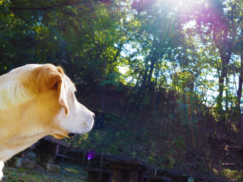 愛犬とのアウトドアも楽しめる