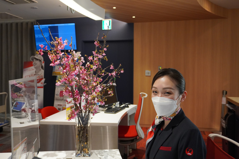 琉球寒緋桜の切り花をJALの全国23空港で展示している（写真提供：日本航空）