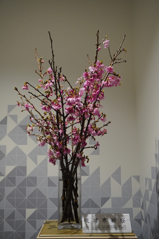 羽田空港に届いた琉球寒緋桜（写真提供：日本航空）