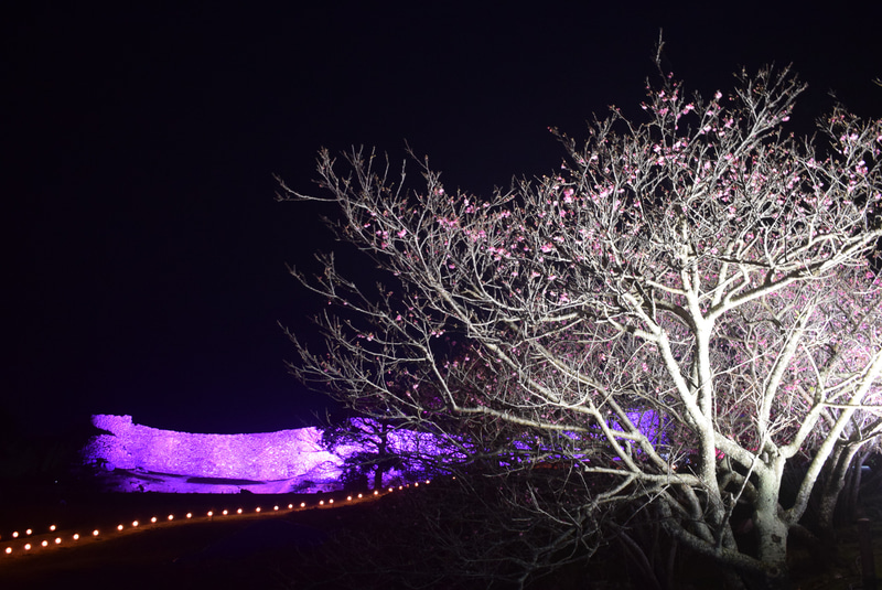 ライトアップ時。桜越しに石垣が浮かび上がる